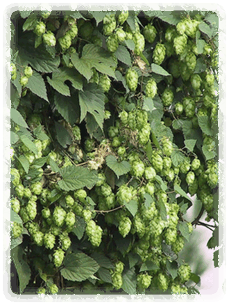 Hopfen