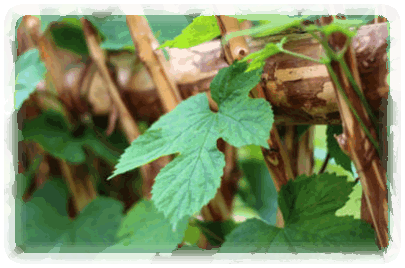 Hopfen