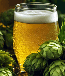 Hopfen Anwendung