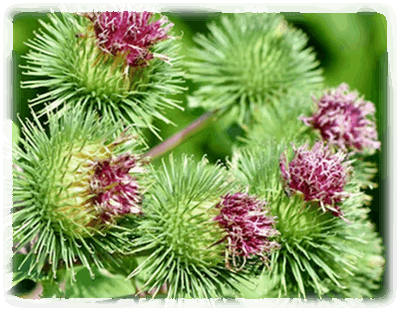 Klettenwurzel Blüten