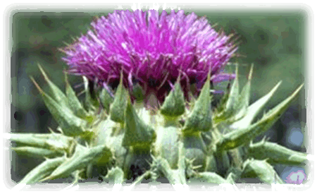 Mariendistel Blüte