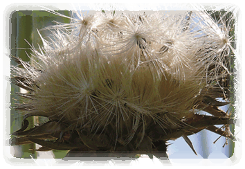 Mariendistel Samenstände