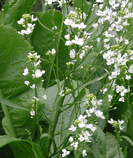 Meerrettich Blüten