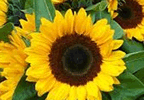 Sonnenblume