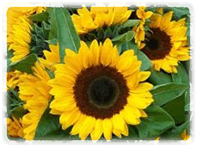 Sonnenblume