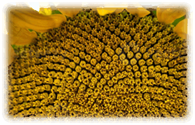 Sonnenblume