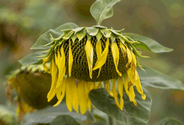 Sonnenblumen