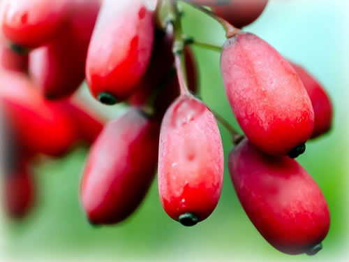 Berberitzen Früchte Makro