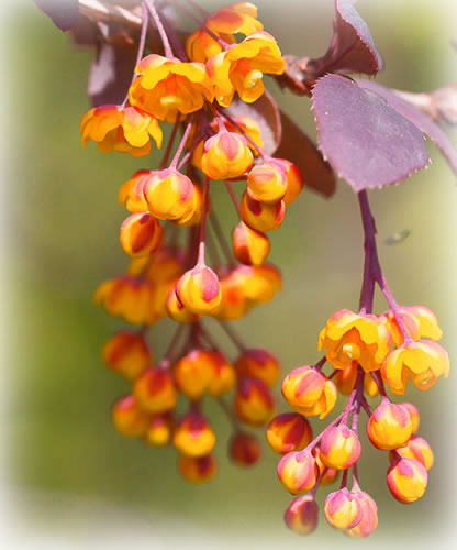 Berberitzen Blüten