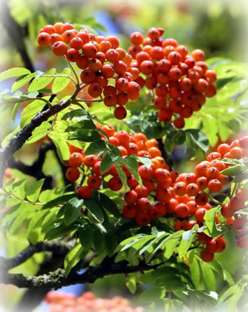 Vogelbeeren