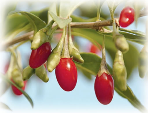 Goji Beeren