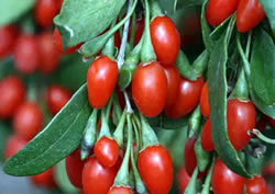 Goji Beeren