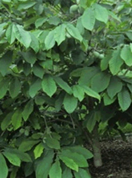 Indianerbanane Strauch