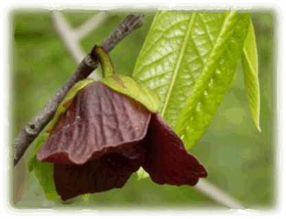 Indianerbanane Blüte