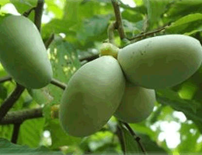 Indianerbanane