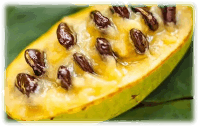 Indianerbanane Frucht