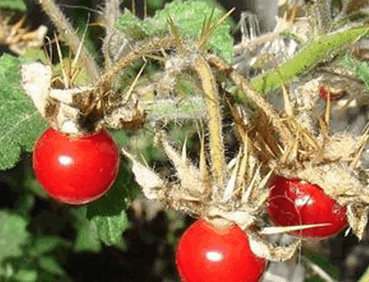 Litschi Tomate