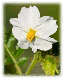 Litschi Tomate Blüte