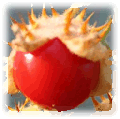 Litschi Tomate Frucht