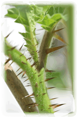 Litschi Tomate Stacheln