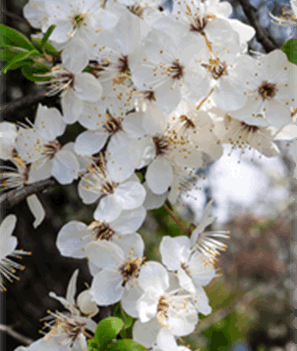 Mirabellen Blüte