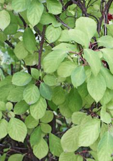 Schisandra Strauch