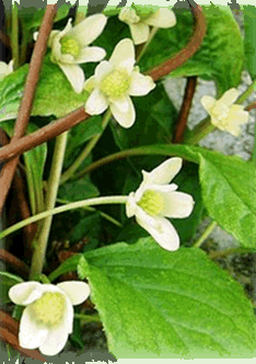 Schisandra Blüte