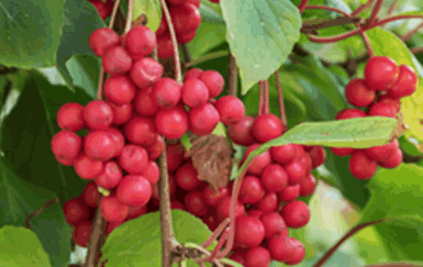 Schisandra