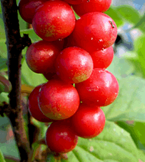 Schisandra Beeren