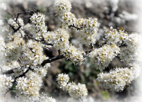 Schlehdorn Blüten