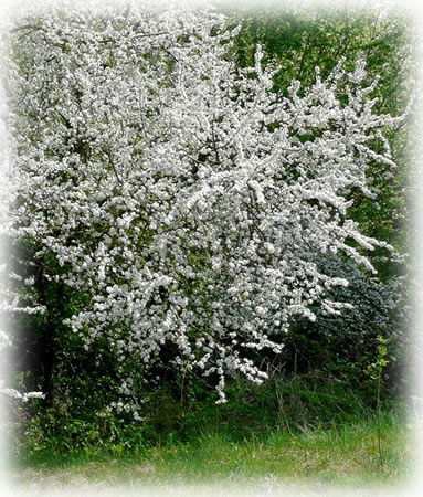 Schlehdorn Strauch in Blüte