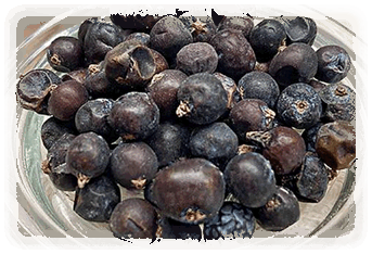 Wacholder Beeren
