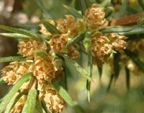 Wacholder Blüte