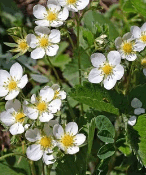 Walderdbeere