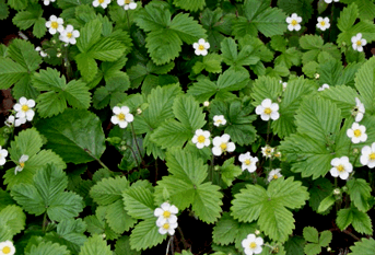 Walderdbeere