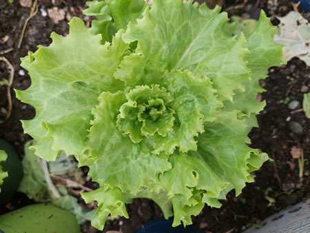 Eissalat