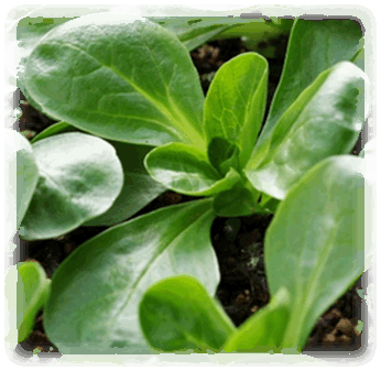 Feldsalat