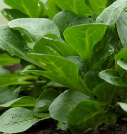 Feldsalat
