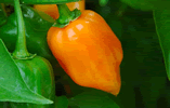Habanero