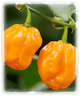 Habanero