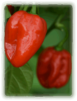 Habanero