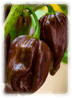 Habanero