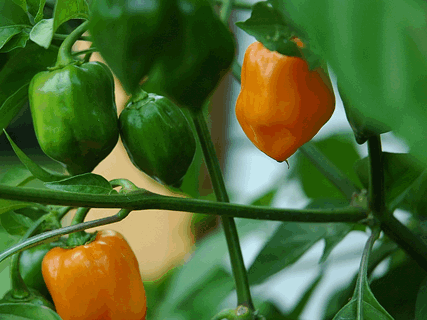 Habanero