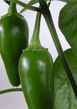 Jalapeno