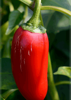 Jalapeno