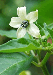 Jalapeno Blüte