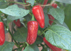 Jalapeno