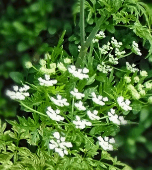 Kerbelrübe