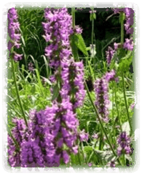 Knollenziest Blüte