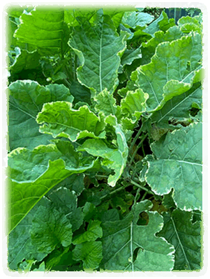 Ewiger Kohl